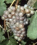 Terret gris g grappe .jpg