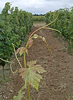 Carmenere bo g3631.jpg
