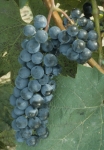 Oberlin grappe.jpg
