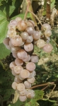 Rubilande grappe.jpg