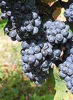 Pinotage fr i3.jpg