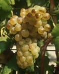 Roussanne b grappe .jpg