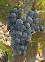 Brun argente fr 2.jpg