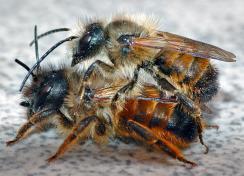BioFruitNet 81 Use of mason bees for pollination in covered organic orchards 5.jpg