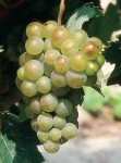 Altesse b grappe.jpg