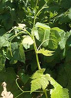 Petit verdot bo 1781.jpg