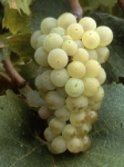 Aligote b grappe .jpg