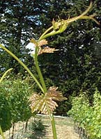 Carla bo t3853.jpg