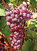 Moschofilero fr www.aegeanwineselections.gr.jpg