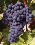 Tempranillo n grappe .jpg