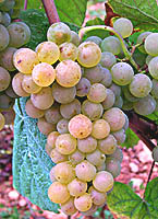 Romorantin fr b2459.jpg