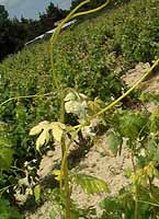 Tempranillo bo 1111.jpg