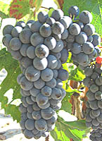 Beaugaray fr 1 entav.jpg