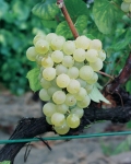 Chardonnay grappe.jpg