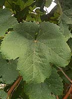 Tannat fe 2.jpg