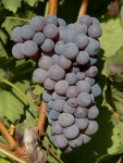 Sereneze gr sp 1 cr.jpg