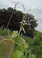 Verdanel bo g2836.jpg