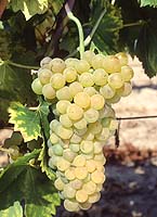 Mondeuse bl fr entav.jpg