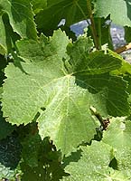 Fuellafe dsc897.jpg