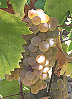 Aligote fr -40moreymeursault.jpg