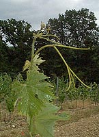 Prec bousquet bo 2851.jpg