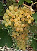 Canner seedless fr mtp5761 1.jpg