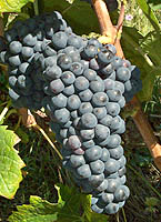 Humagne no fr 3237.jpg