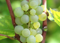 Col-2011-thumb-212x151.jpg