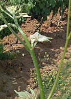 Picardan bl bo 4483.jpg