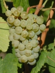 Alvarinho gr sp 2 cr.jpg