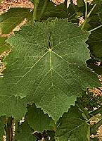 Fer fe 2688.jpg