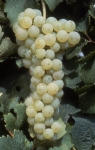 Merlot blanc b grappe .jpg