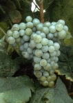 Aubin b grappe .jpg