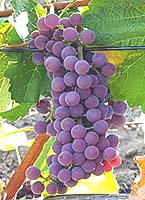 Souvignier gris fr 2 expertvigne twitter.jpg