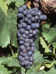 Portugais bleu n grappe .jpg