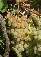 Dabouki fr 2139.jpg