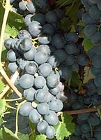 Cinsaut fr 2046.jpg