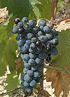Mourvaison fr p4285.jpg