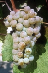 Petit manseng b grappe .jpg