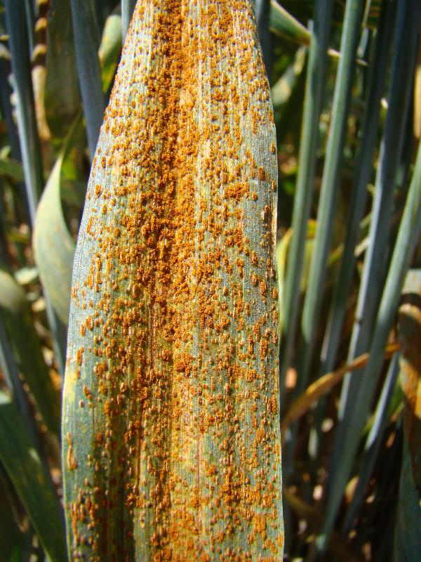 TTH Rouille-brune Zoom-sur-feuille-2-min.jpg