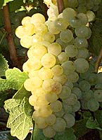 Pinot bl fr mtp 5629.jpg