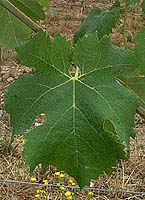 Carmenere fe g2731.jpg