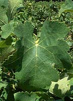 Syrah fe 2209.jpg