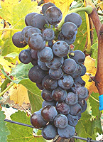 Syrah fr grise ifv so.jpg