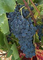 Carignan fr 1.jpg