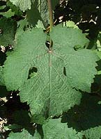 Chenin fe 1723.jpg