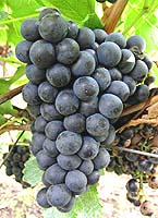 Noir fleurien fr a10035.jpg