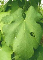 Fiano fe 1 catalogoviti.politicheagricole.it.jpg