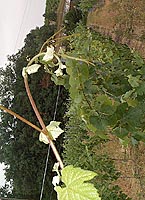 Meslier s f bo g2627.jpg