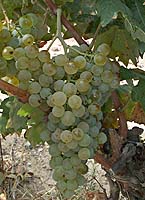 Biancu gentile fr p4248.jpg